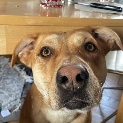 Hundetreffen-Alma sucht Spielpartner/ Trainingspartner-Bild