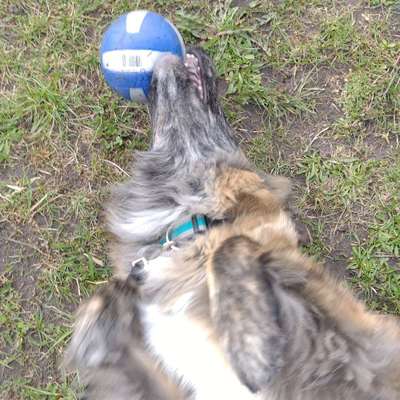 Hundetreffen-Kennt jemand einen eingezäunten "Freilaufplatz"-Profilbild