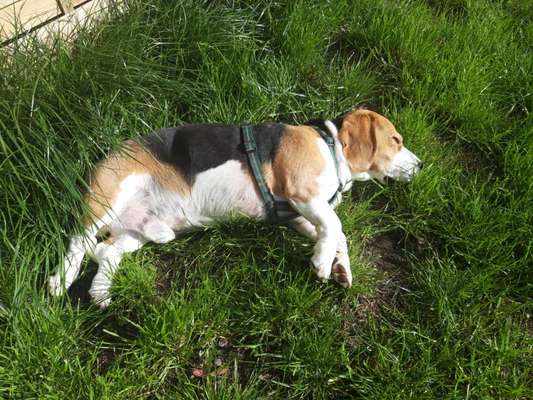 Gesundheitliche "Probleme" im Alter...bei meinem 8jährigen Beagle Goldstück:-)-Beitrag-Bild