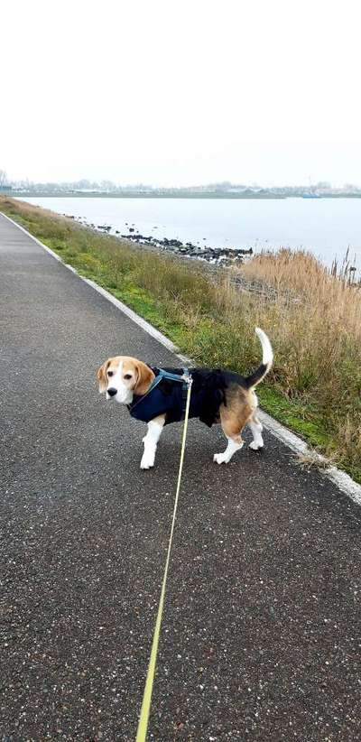 Gesundheitliche "Probleme" im Alter...bei meinem 8jährigen Beagle Goldstück:-)-Beitrag-Bild