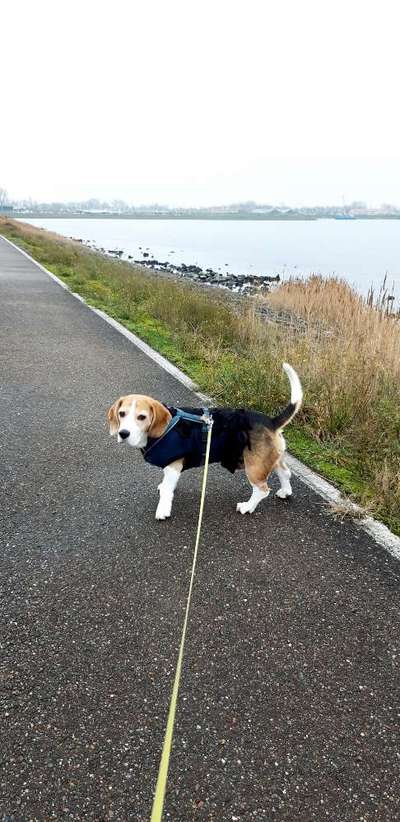 Gesundheitliche "Probleme" im Alter...bei meinem 8jährigen Beagle Goldstück:-)-Beitrag-Bild