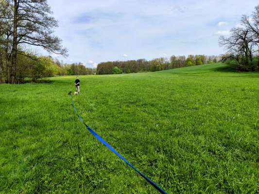 Hundetreffen-Dackeltreff zum Toben und Lernen im Römertal-Bild
