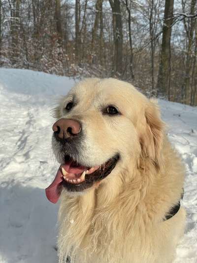 Hundetreffen-Gassi- und Spielkameraden gesucht-Bild