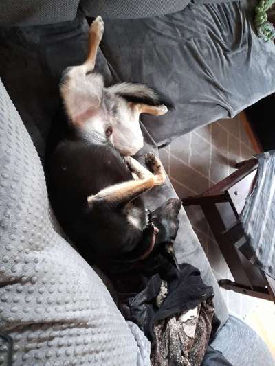 Zeigt mir die lustigsten Schlafpositionen eurer Fellnasen-Beitrag-Bild