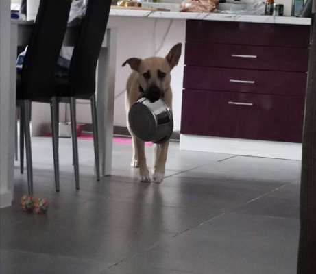 FOTOCHALLENGE: 25  Thema:  Hündische Haushaltshilfen-Beitrag-Bild