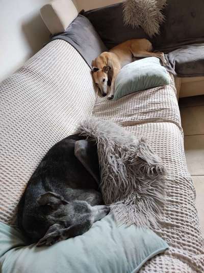 Windhunde - Treffen der besonderen Schönheiten
HERZLICH WILLKOMMEN-Beitrag-Bild