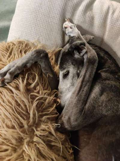 Windhunde - Treffen der besonderen Schönheiten
HERZLICH WILLKOMMEN-Beitrag-Bild