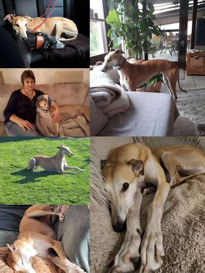 11. Collagen-Challenge
Dein*e Hund*e in verschiedenen Lebensphasen-Beitrag-Bild