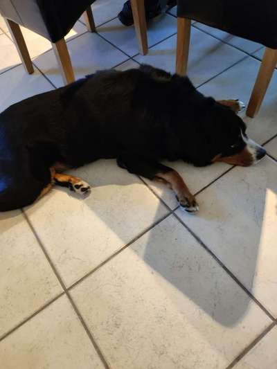 Windhunde - Treffen der besonderen Schönheiten
HERZLICH WILLKOMMEN-Beitrag-Bild