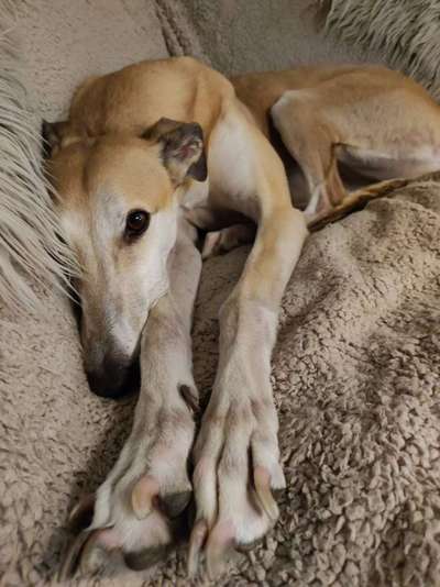 Windhunde - Treffen der besonderen Schönheiten
HERZLICH WILLKOMMEN-Beitrag-Bild