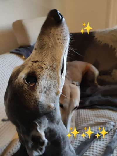 Windhunde - Treffen der besonderen Schönheiten
HERZLICH WILLKOMMEN-Beitrag-Bild