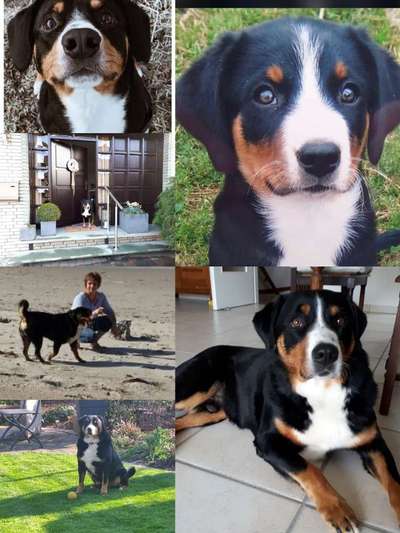 11. Collagen-Challenge
Dein*e Hund*e in verschiedenen Lebensphasen-Beitrag-Bild