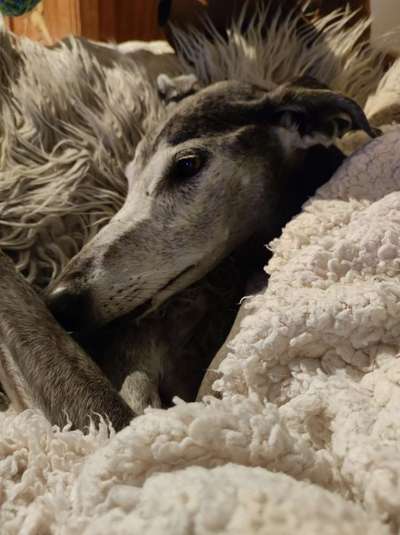 Windhunde - Treffen der besonderen Schönheiten
HERZLICH WILLKOMMEN-Beitrag-Bild