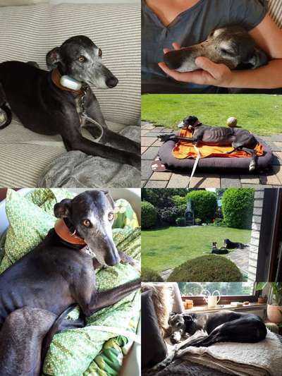 11. Collagen-Challenge
Dein*e Hund*e in verschiedenen Lebensphasen-Beitrag-Bild