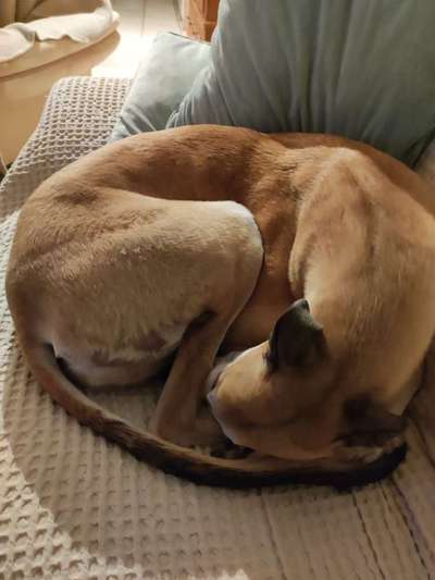 Windhunde - Treffen der besonderen Schönheiten
HERZLICH WILLKOMMEN-Beitrag-Bild