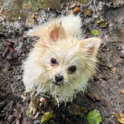 Hundetreffen-Welpen-/ Junghunde-Bild