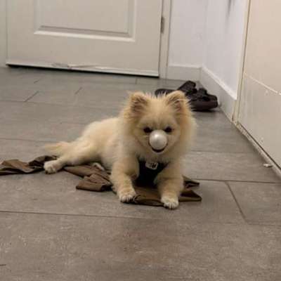Hunde Memes-Beitrag-Bild