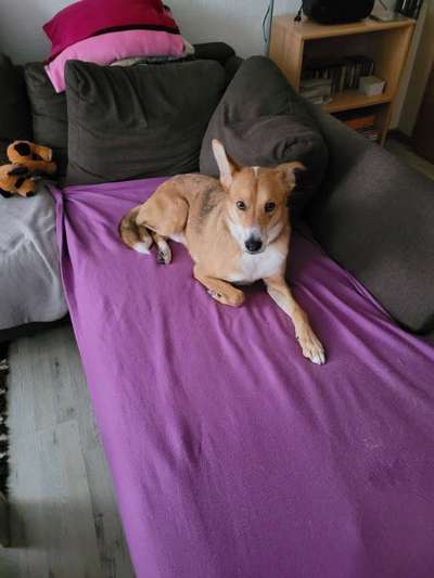 Unsere Fellnasen-Vielfalt im Überblick!-Beitrag-Bild