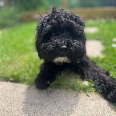 Hundetreffen-Gassirunde in Neuss / Alternativ Hundewiese (wenn eingezäunt zum toben und Spaß haben 🐶)-Bild