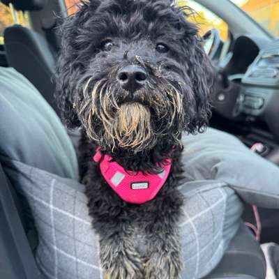 Hundetreffen-Regelmäßige Gassirunden in Neuss & Umgebung / Hundewiese (zum toben, flitzen, auspowern 🐶)-Bild