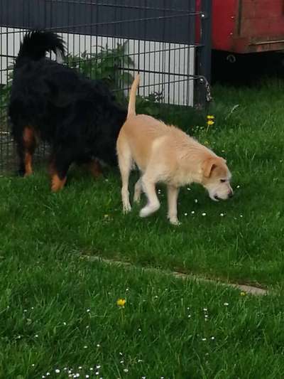 Podengo português (-Mischlinge) Gibt es noch mehr dieser schönen Rasse hier?-Beitrag-Bild