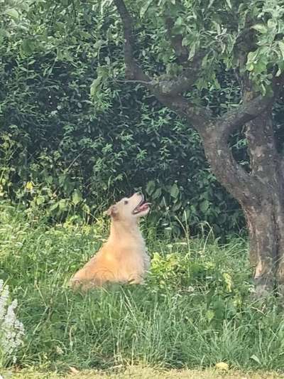TierschutzhundeStammtisch🐕-Beitrag-Bild