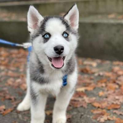 Hundetreffen-Gassigeh-Runde Altenkessel und Umgebung-Profilbild