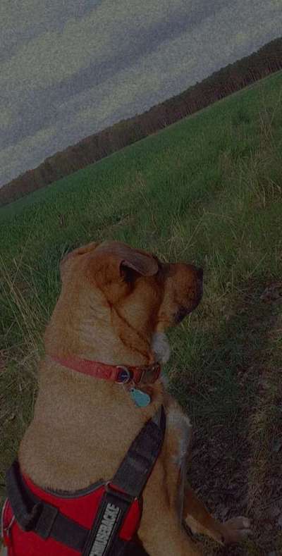 Welche Hunderasse-Beitrag-Bild