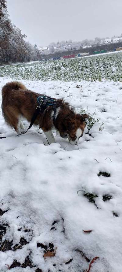 Hundetreffen-Treffen zum spielen und Gassi gehen-Bild