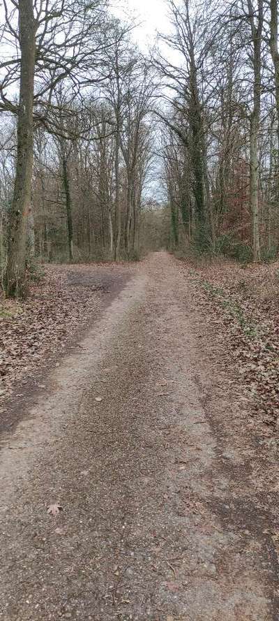 Hundeauslaufgebiet-Stadtwald Kohloch-Bild