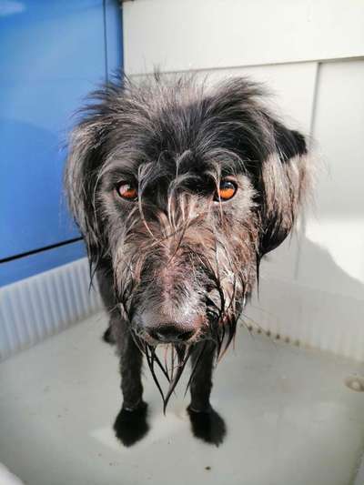 Dogorama-Monats-Challenge-Mai "Wasser"-Beitrag-Bild