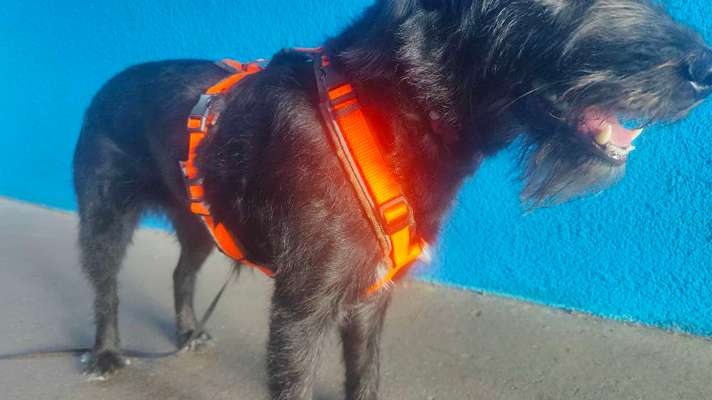 Wie sitzt mein Geschirr?-Beitrag-Bild