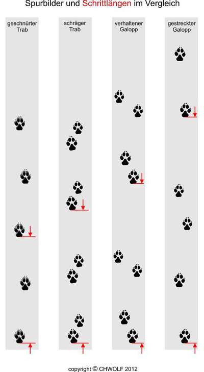 Unterschiedliche Gangbilder-Beitrag-Bild