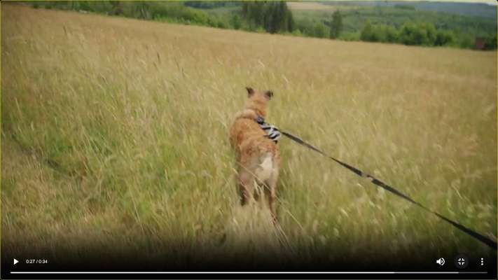 Dogs-guard ECHTE Erfahrungsberichte  gesucht....!-Beitrag-Bild