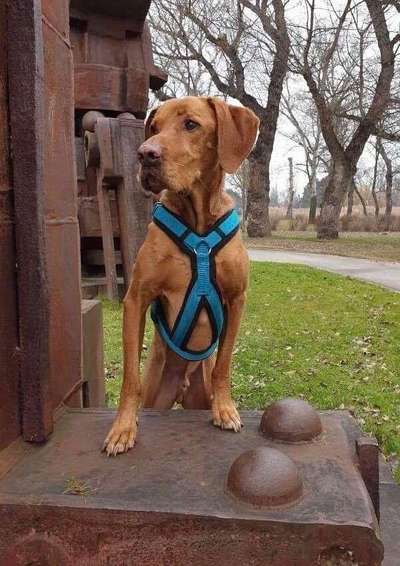 Geteilter Bruststeg-Beitrag-Bild