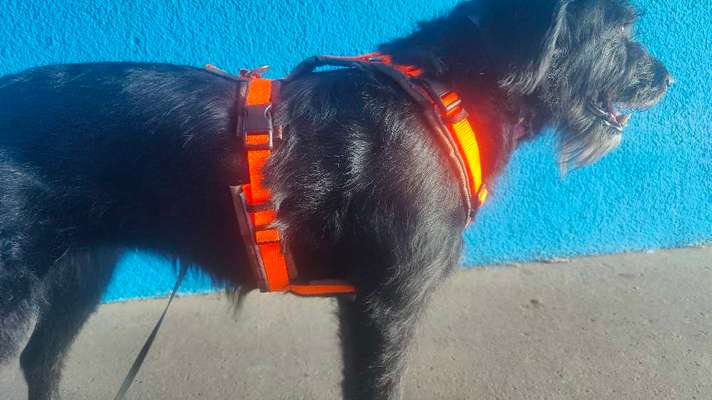 Wie sitzt mein Geschirr?-Beitrag-Bild