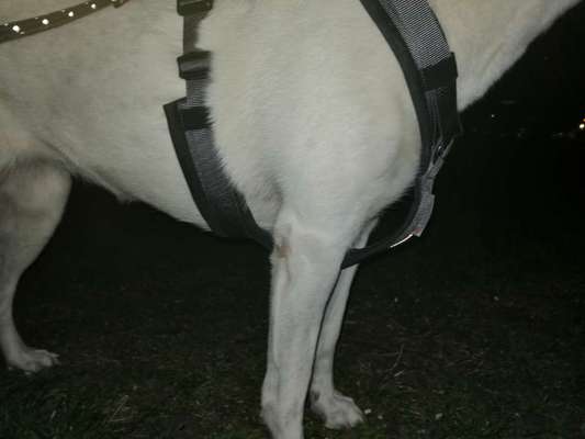 Wie sitzt mein Geschirr?-Beitrag-Bild