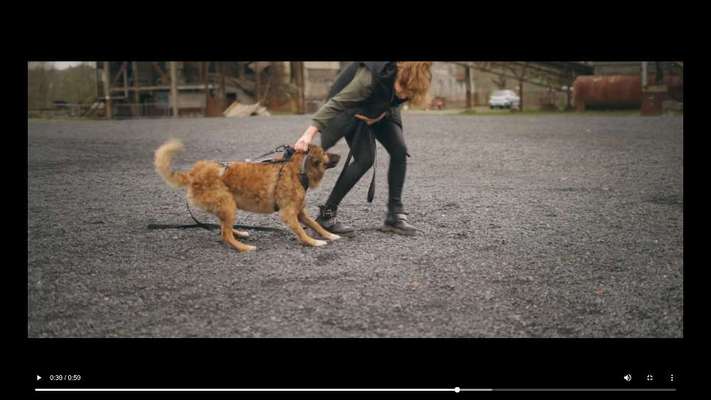 Dogs-guard ECHTE Erfahrungsberichte  gesucht....!-Beitrag-Bild