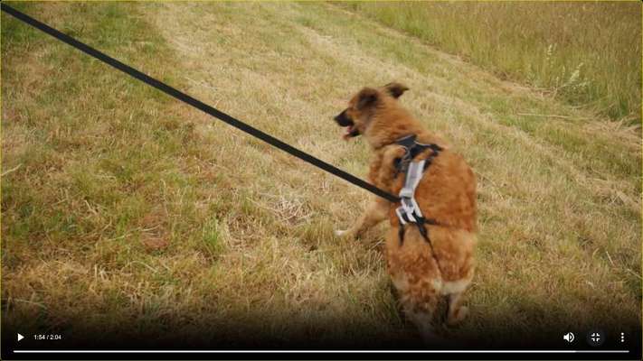 Dogs-guard ECHTE Erfahrungsberichte  gesucht....!-Beitrag-Bild