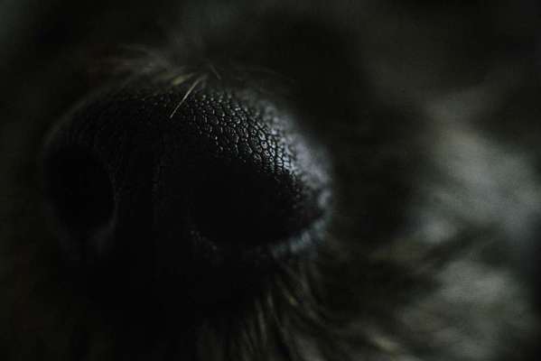 Zeigt her eure Hundenasen-Beitrag-Bild