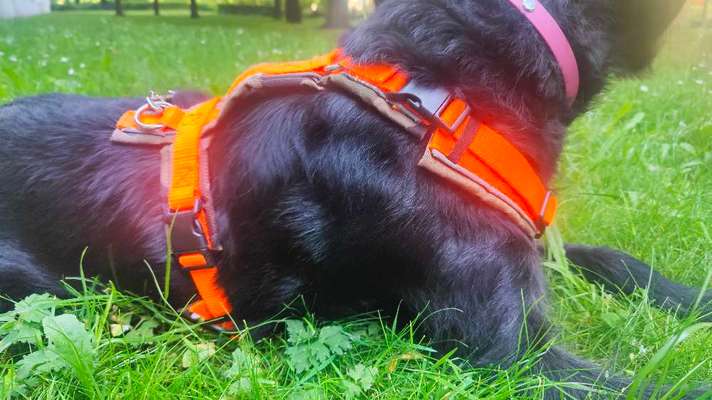 Wie sitzt mein Geschirr?-Beitrag-Bild