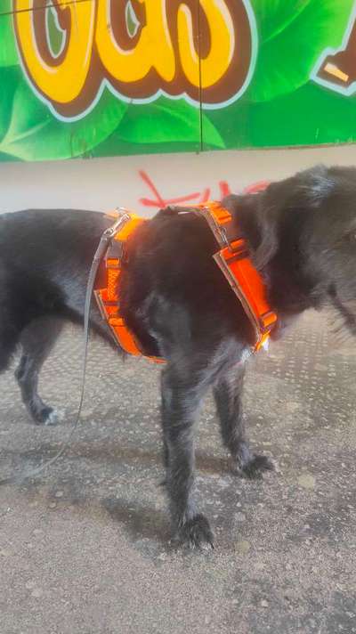 Wie sitzt mein Geschirr?-Beitrag-Bild