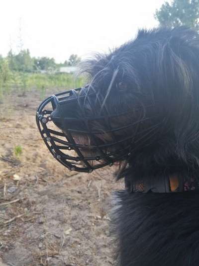 Zeigt mir doch bitte eure Maulkörbe!-Beitrag-Bild