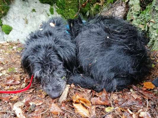 Dogorama Photo Challenge - Gassipause-Beitrag-Bild