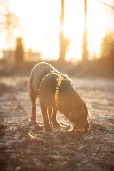 Wie sitzt mein Geschirr?-Beitrag-Bild