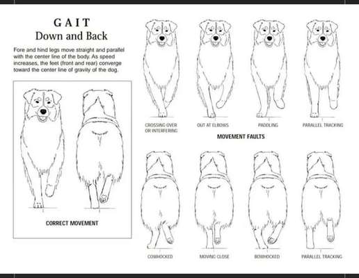 Qualzucht - Warum Aufklärung alleine nicht reicht-Beitrag-Bild