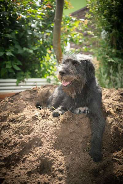 Altdeutsche Hütehund gibt es noch mehr gleichgesinnte?-Beitrag-Bild