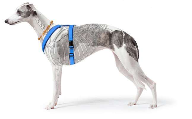 Wie sitzt mein Geschirr?-Beitrag-Bild