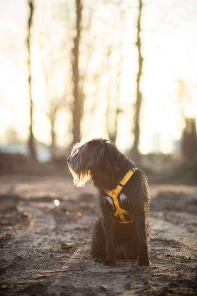 Wie sitzt mein Geschirr?-Beitrag-Bild