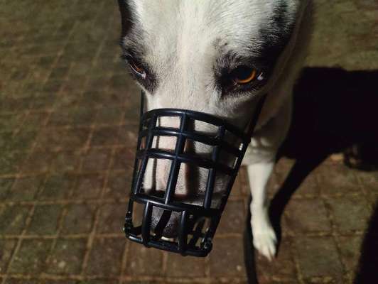 Wie sitzt mein Maulkorb / Maulkorb-Beratung-Beitrag-Bild